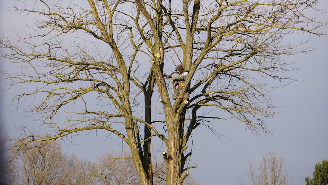 Tree felling service Pretoria